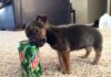 Can Dogs Have Mountain Dew? The Shocking Truth About Soda and Your Furry Friend! Can Dogs Have Mountain Dew? Expert Answers & Advice