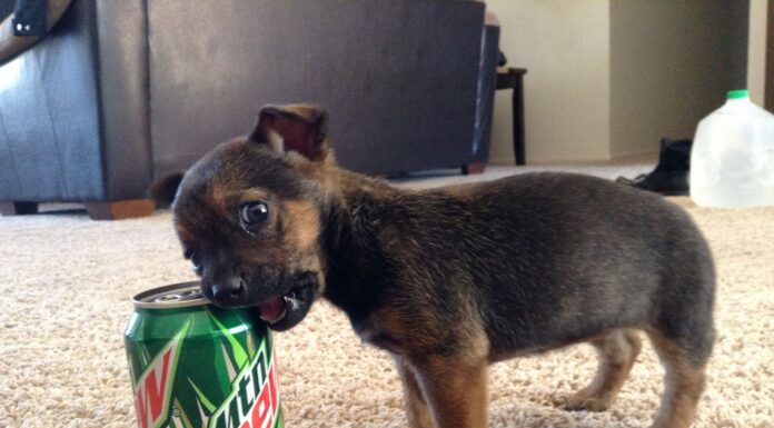 Can Dogs Have Mountain Dew? The Shocking Truth About Soda and Your Furry Friend! Can Dogs Have Mountain Dew? Expert Answers & Advice