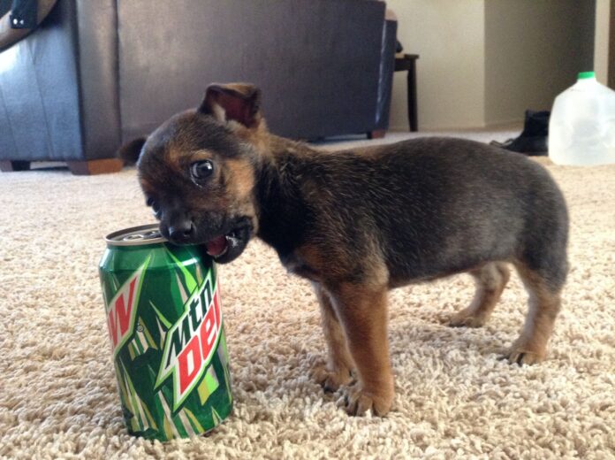 Can Dogs Have Mountain Dew? Expert Answers & Advice