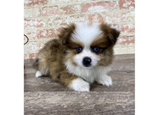 Aussie Pom: The Ultimate Guide to Pricing and What You’ll Actually Pay in 2024 All About the Aussiepom