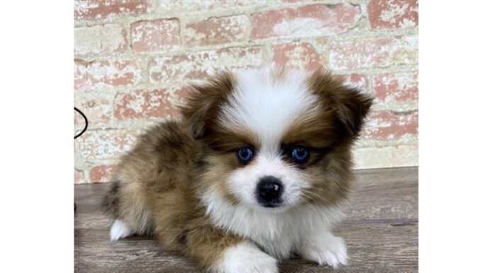 Aussie Pom: The Ultimate Guide to Pricing and What You’ll Actually Pay in 2024 All About the Aussiepom