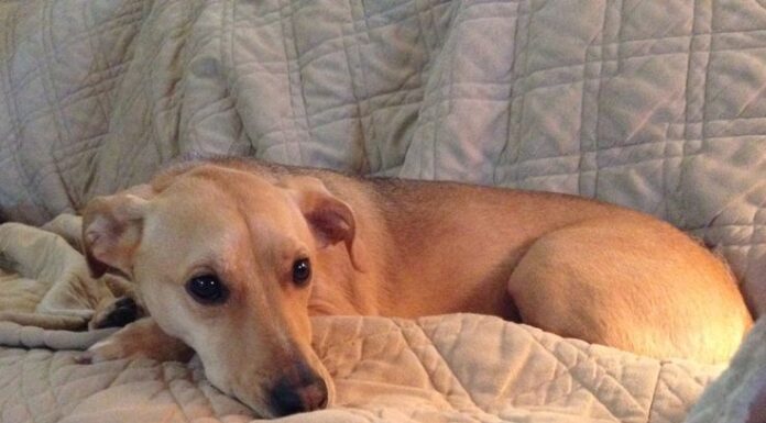 10 Best Lollipops for Dogs: Treat Your Furry Friend with These Pawsome Licks! Dog Lollipops