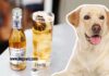 Can Dogs Drink Ginger Ale? Everything You Need to Know About This Fizzy Drink and Your Furry Friend Can Dogs Safely Drink Ginger Ale? Expert Answers & Advice