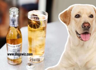 Can Dogs Drink Ginger Ale? Everything You Need to Know About This Fizzy Drink and Your Furry Friend Can Dogs Safely Drink Ginger Ale? Expert Answers & Advice