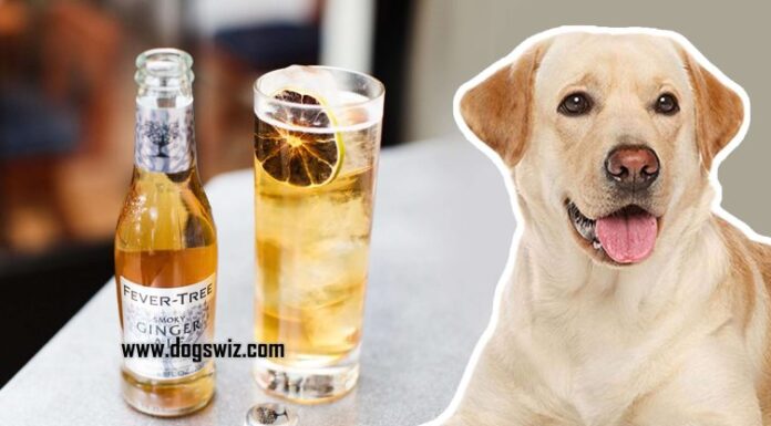 Can Dogs Drink Ginger Ale? Everything You Need to Know About This Fizzy Drink and Your Furry Friend Can Dogs Safely Drink Ginger Ale? Expert Answers & Advice