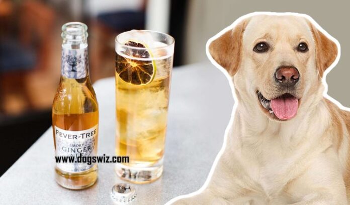 Can Dogs Safely Drink Ginger Ale? Expert Answers & Advice