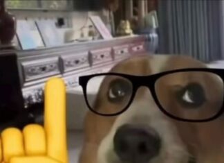 Are Nerds Candy Bad for Dogs? The Sweet Truth That Pet Parents Need to Know Our dog ate four boxes of nerds candy and one box of Skittles. Will she be ok m. Her name is Pixi. She is 3yo. 3. She's