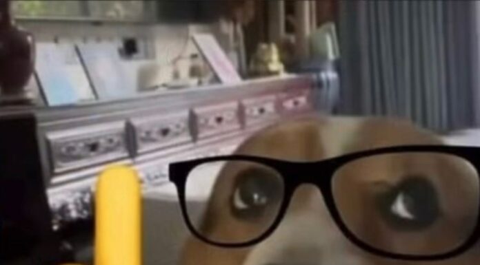 Are Nerds Candy Bad for Dogs? The Sweet Truth That Pet Parents Need to Know Our dog ate four boxes of nerds candy and one box of Skittles. Will she be ok m. Her name is Pixi. She is 3yo. 3. She's