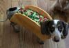 Can Dogs Really Eat Tacos? A Pet Parent’s Guide to Sharing Mexican Treats Can Dogs Eat Tacos? Expert Answers to Your Questions