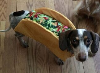 Can Dogs Really Eat Tacos? A Pet Parent’s Guide to Sharing Mexican Treats Can Dogs Eat Tacos? Expert Answers to Your Questions