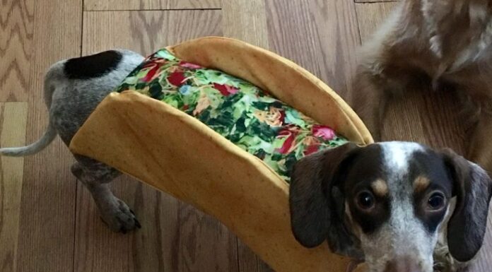 Can Dogs Really Eat Tacos? A Pet Parent’s Guide to Sharing Mexican Treats Can Dogs Eat Tacos? Expert Answers to Your Questions