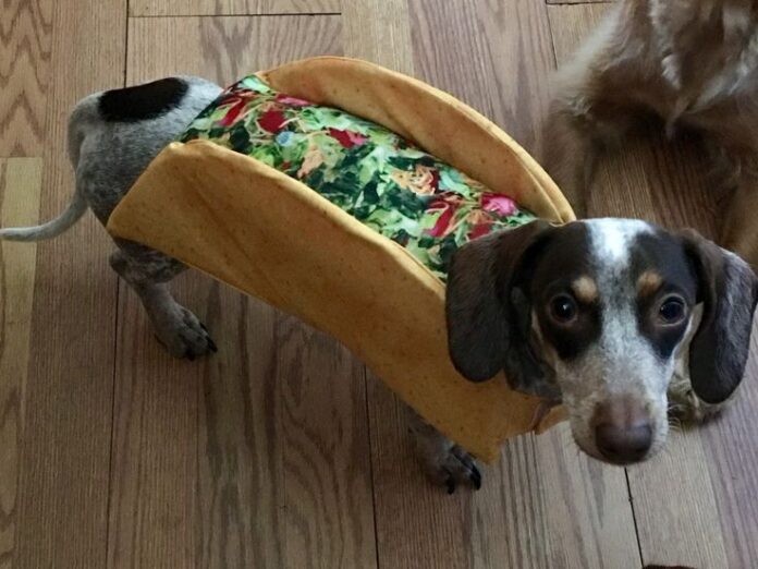 Can Dogs Eat Tacos? Expert Answers to Your Questions