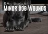What Home Remedy Is Good for Dog Wounds? Your Ultimate Guide to Natural Pet First Aid Dog Wound Care: How to Clean and Treat Dog Wounds at Home