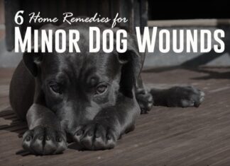 What Home Remedy Is Good for Dog Wounds? Your Ultimate Guide to Natural Pet First Aid Dog Wound Care: How to Clean and Treat Dog Wounds at Home