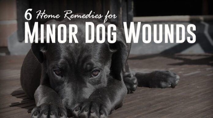 What Home Remedy Is Good for Dog Wounds? Your Ultimate Guide to Natural Pet First Aid Dog Wound Care: How to Clean and Treat Dog Wounds at Home
