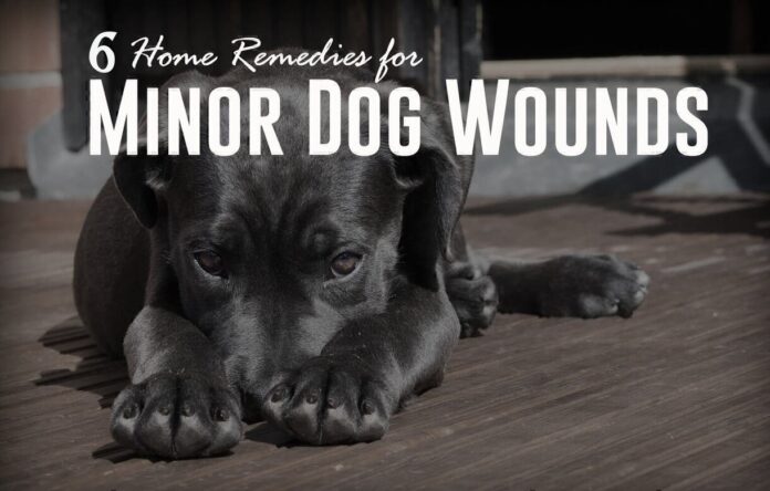 Dog Wound Care: How to Clean and Treat Dog Wounds at Home