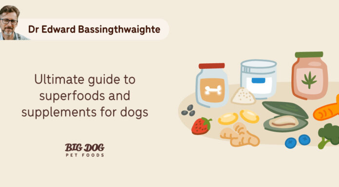 What Are The 3 Super Foods For Dogs? Ultimate Guide to Boosting Your Pup’s Health 17 Human Superfoods for Dogs: A Checklist