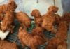 Is Fried Chicken Bad for Dogs? The Truth Might Surprise You!