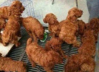 Is Fried Chicken Bad for Dogs? The Truth Might Surprise You!