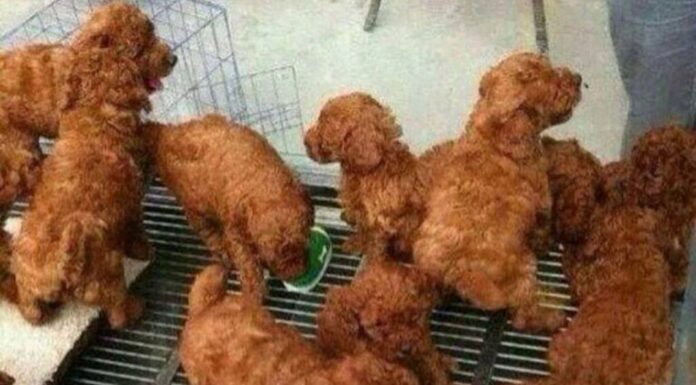 Is Fried Chicken Bad for Dogs? The Truth Might Surprise You!