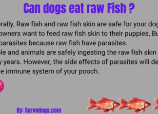 Can Dogs Eat Raw Fish Heads? The Ultimate Guide to Feeding Fish to Your Furry Friend
