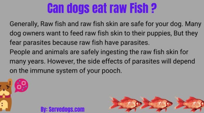 Can Dogs Eat Raw Fish Heads? The Ultimate Guide to Feeding Fish to Your Furry Friend