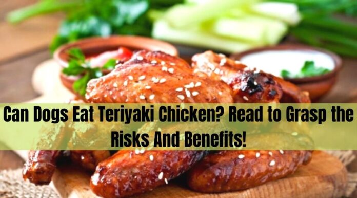 Can Dogs Eat Chicken Teriyaki? Here’s What You Need to Know Before Sharing Your Takeout! My dog just ate some of my teriyaki chicken bowl. Is this dangerous to him?