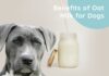 Can Dogs Drink Oat Milk? Everything You Need to Know About This Trendy Plant Milk