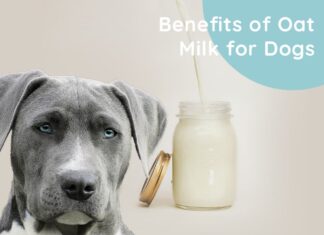 Can Dogs Drink Oat Milk? Everything You Need to Know About This Trendy Plant Milk
