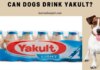 Can Dogs Drink Yakult? The Truth About Probiotics for Your Furry Friend Unpacking the Probiotic Potential of Yakult for Dogs