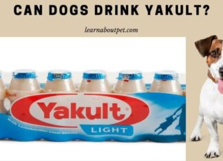 Can Dogs Have Yakult? Everything You Need to Know About Giving Probiotic Drinks to Your Furry Friend Can Dogs Have Yakult?
