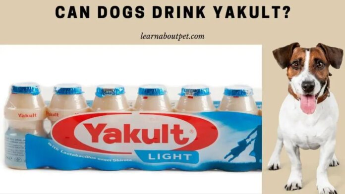 Can Dogs Have Yakult?