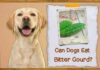 Can Dogs Eat Bitter Gourd? A Complete Guide to Feeding This Veggie to Your Furry Friend Is bitter gourd seeds safe for dogs?