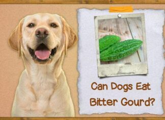 Can Dogs Eat Bitter Gourd? A Complete Guide to Feeding This Veggie to Your Furry Friend Is bitter gourd seeds safe for dogs?