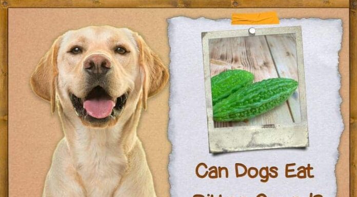 Can Dogs Eat Bitter Gourd? A Complete Guide to Feeding This Veggie to Your Furry Friend Is bitter gourd seeds safe for dogs?