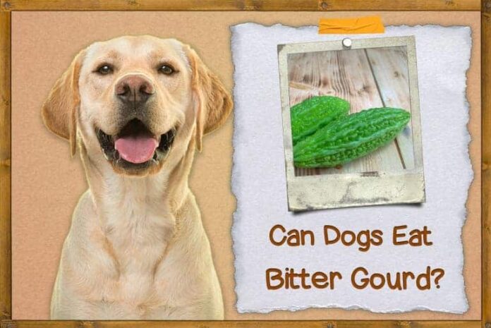 Is bitter gourd seeds safe for dogs?