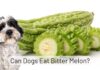 Can Dogs Eat Bitter Melon? The Surprising Truth About This Veggie! Bitter Melon is Toxic To Dogs