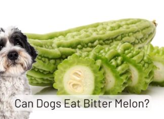 Can Dogs Eat Bitter Melon? The Surprising Truth About This Veggie! Bitter Melon is Toxic To Dogs