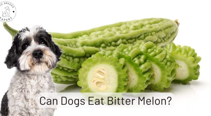 Can Dogs Eat Bitter Melon? The Surprising Truth About This Veggie! Bitter Melon is Toxic To Dogs