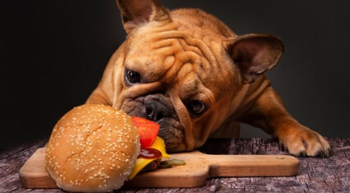 Can Dogs Eat Burgers? The Ultimate Guide to Sharing Your Favorite Fast Food with Your Furry Friend