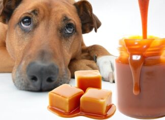 Can Dogs Have Caramel Rice Cakes? A Complete Guide to Keeping Your Furry Friend Safe My 7 pound chihuahua just ate 2 caramel rice cakes. Do I need to take him to an emergency vet clinic? Within 15 minutes.