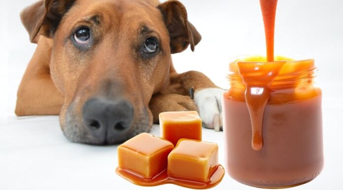 Can Dogs Have Caramel Rice Cakes? A Complete Guide to Keeping Your Furry Friend Safe My 7 pound chihuahua just ate 2 caramel rice cakes. Do I need to take him to an emergency vet clinic? Within 15 minutes.