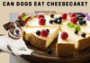 Help! My Dog Ate Cheesecake – What Should I Do Now? 22 pound beagle just ate 4 slices of cheesecake. No and she seems ok so far... and there was some chocolate in one of