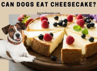Help! My Dog Ate Cheesecake – What Should I Do Now? 22 pound beagle just ate 4 slices of cheesecake. No and she seems ok so far... and there was some chocolate in one of