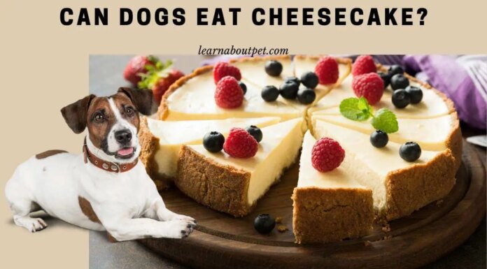 Help! My Dog Ate Cheesecake – What Should I Do Now? 22 pound beagle just ate 4 slices of cheesecake. No and she seems ok so far... and there was some chocolate in one of