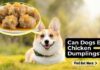 Can Dogs Eat Chicken and Dumplings? Here’s What You Need to Know!