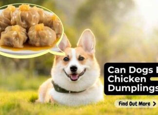 Can Dogs Eat Chicken and Dumplings? Here’s What You Need to Know!