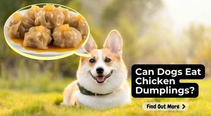Can Dogs Eat Chicken and Dumplings? Here’s What You Need to Know!