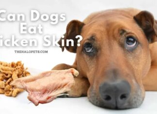 Can Dogs Eat Fried Chicken Skin? The Tasty Truth That Might Surprise You!