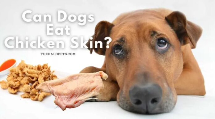 Can Dogs Eat Fried Chicken Skin? The Tasty Truth That Might Surprise You!